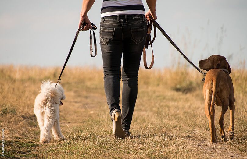 Pet sitting and dog walking