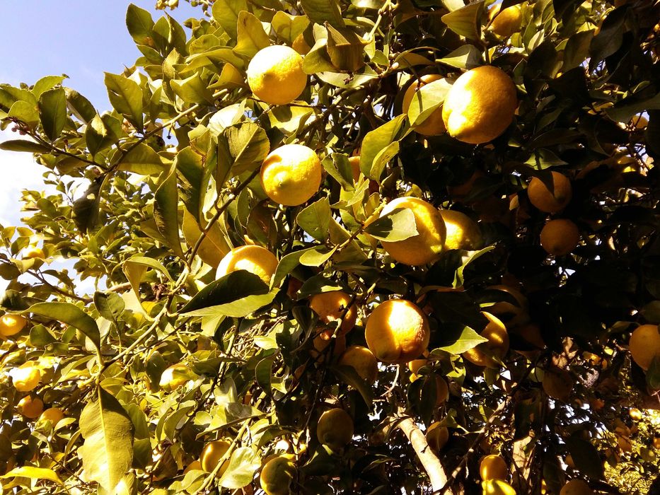 Limões 100% Biológicos