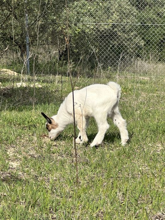 Cabrito Anao 05/03/2026