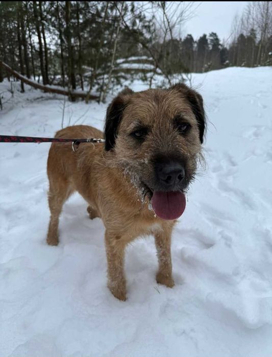 Bono - mądry szorściak szuka domu