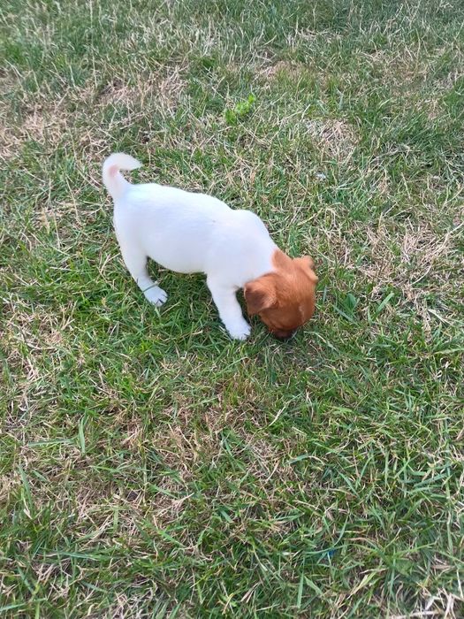 Jack Russell terrier Krótkowłosy