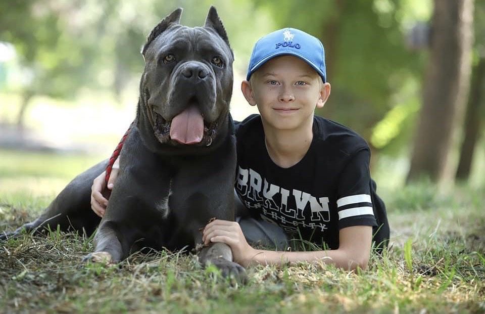 Сane corso-Топ щенки сірого забарвлення