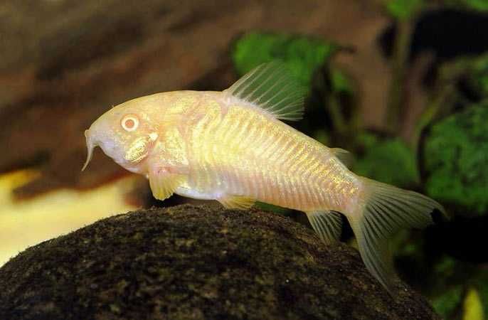 MISIEKZOO  Kiryski - Kirys albinos / Kirys Pstry