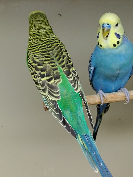 Papużki faliste (samce i samiczki)