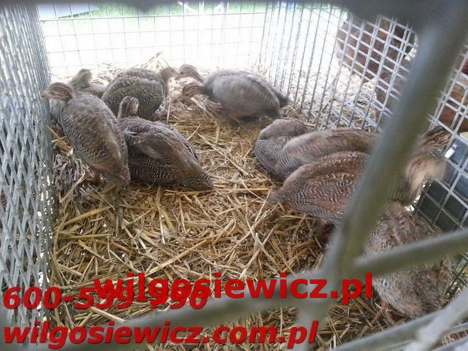 Perliczka brojlerowa młoda do odchowu dowóz na miejsce Gratis