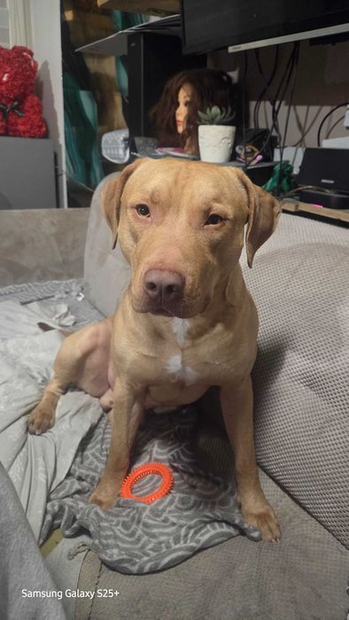 Pitbull Choper szuka domu