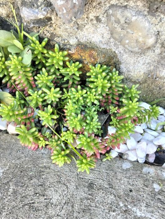 Plantas ornamentais e suculentas