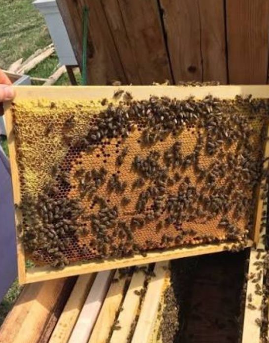 Продам пчёла-пакеты