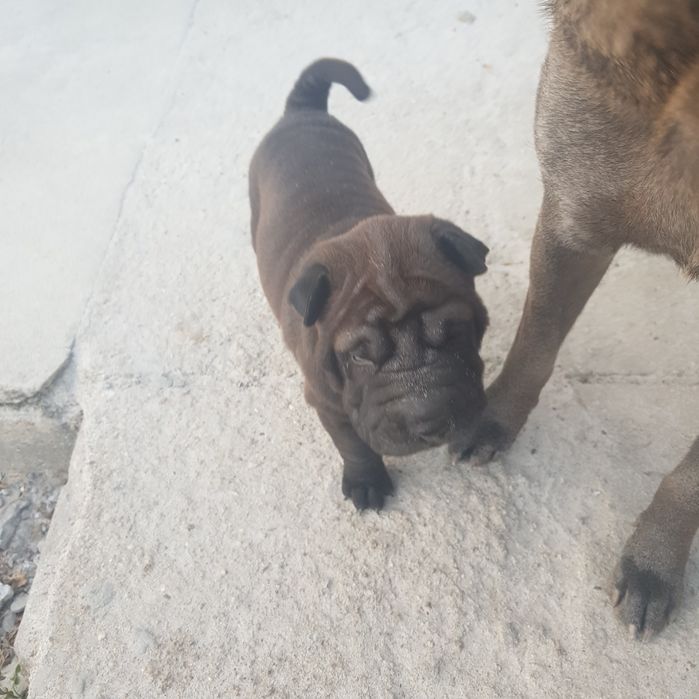 Cachorrinho sharpei