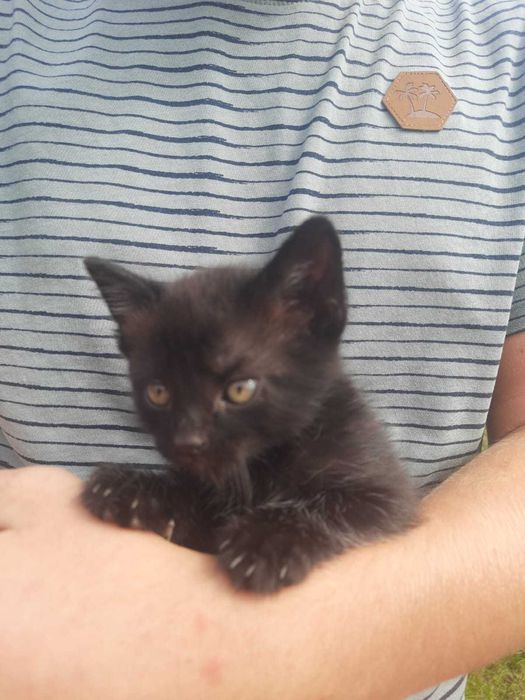 Віддам чорняве кошеня безкоштовно (дівчинка)