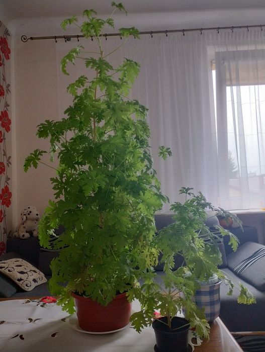 Ładna młoda anginka