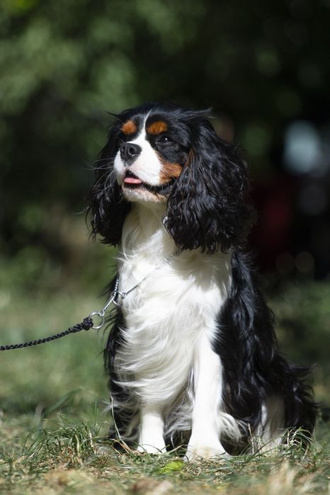 Вязка кавалер Кінг Чарльз спанієль триколор