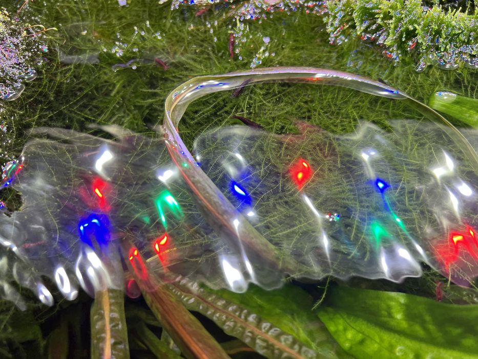 Акваріумні рослини та рибки, креветки, хелени