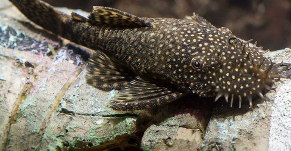 Glonojad - Zbrojnik niebieski - Ancistrus dolichopterus - dowozimy