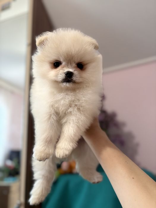 Дівчинка в ведмедому типі шпіц