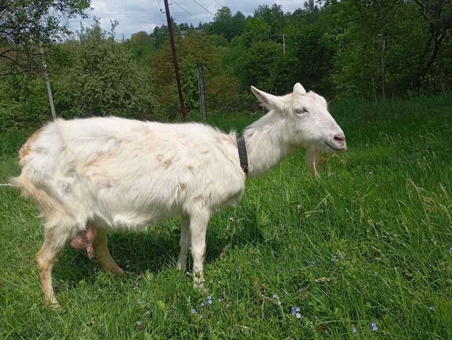 Продам козу. На молоко