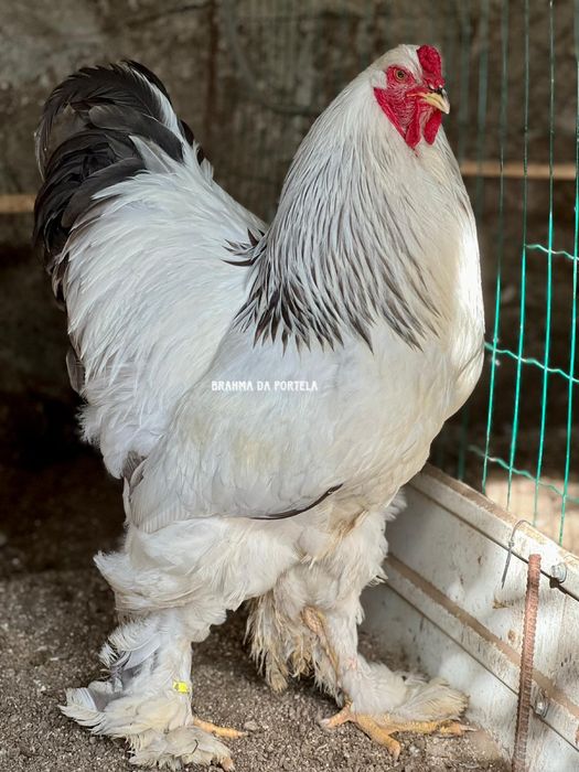 BRAHMA MIL FLORES / PERDIZ / DARK / LIGTH  MACHOS