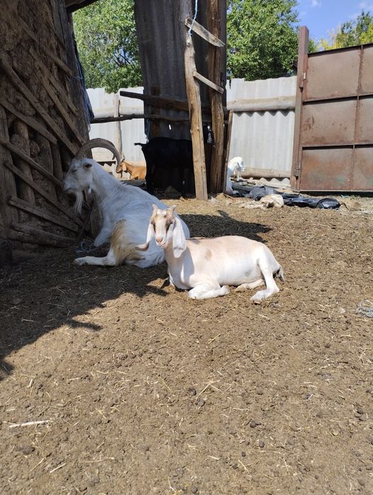 Англо-нубийские козочки