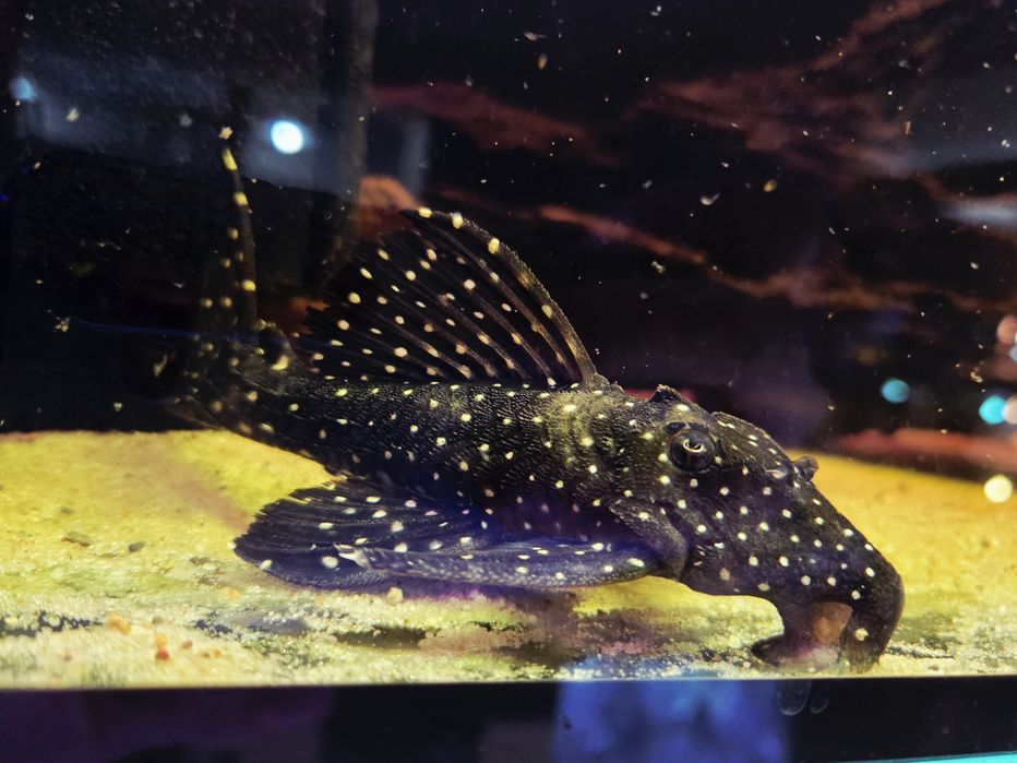 Zbrojnik L240 Hemiancistrus galaxias