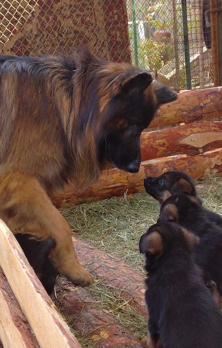 щенки с родословной от ярких и крупных родителей.