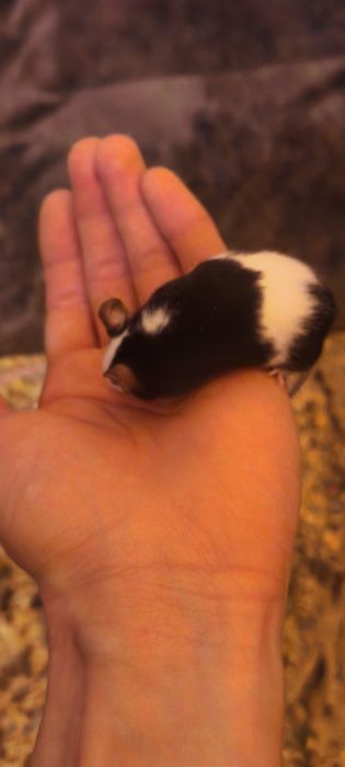 Myszki samca zdrowie młode osobniki