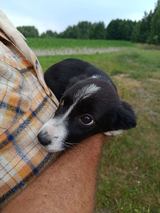 Цуценя дівчинка маленького розміру.