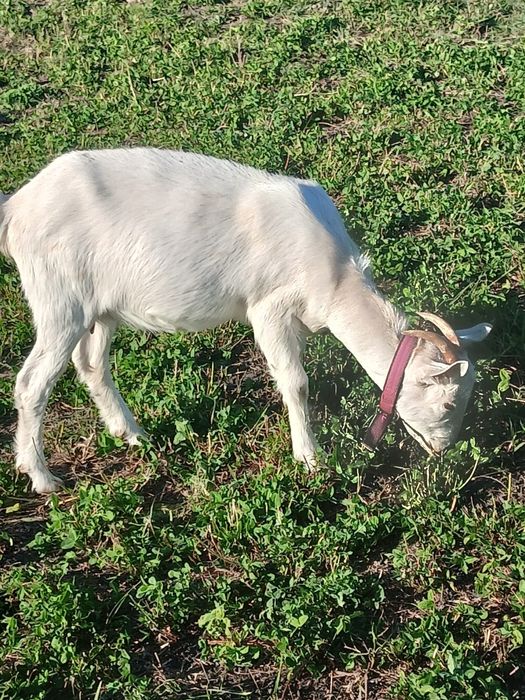 Продам молоду  кізоньку