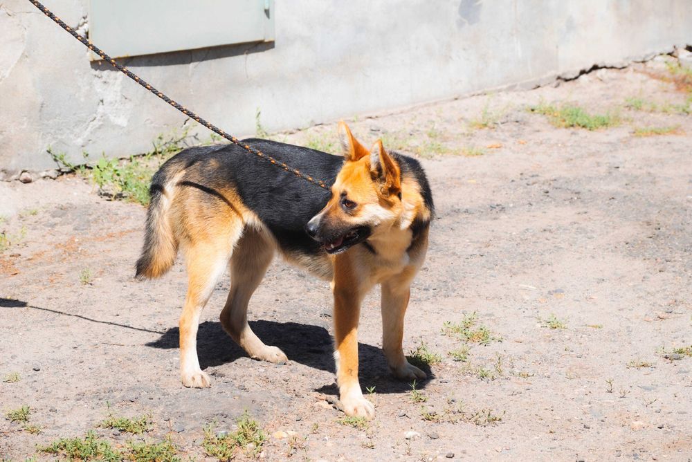 Frea delikatna sunia