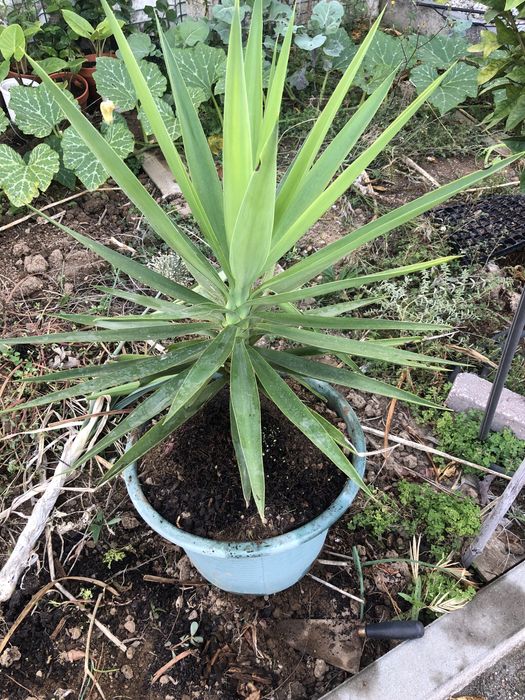 Planta Yucca com vaso