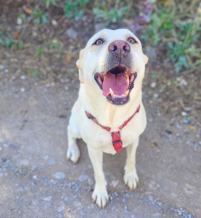 Kanda - cadela média para adoção