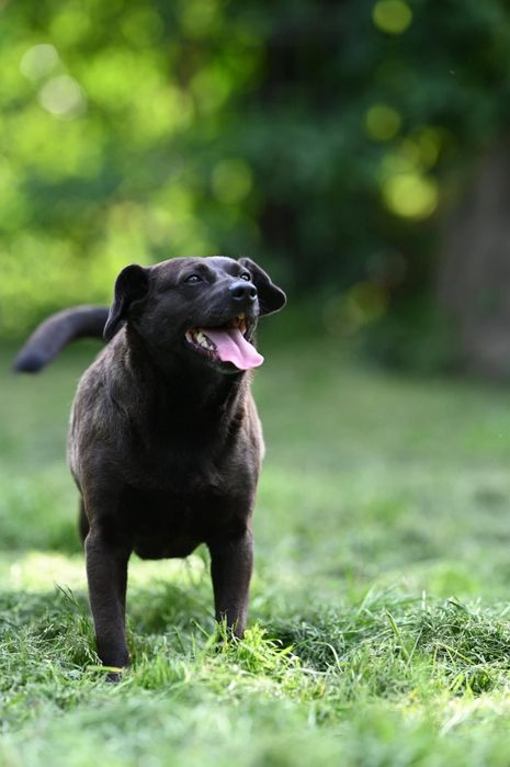 Śliczna Kama czeka na adopcje