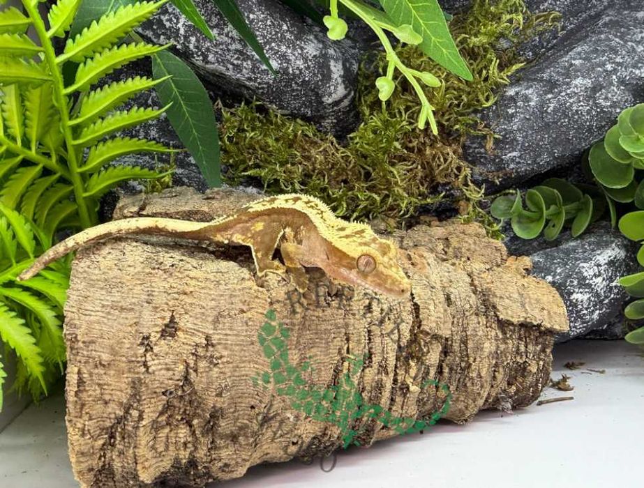 Gekon orzęsiony Gekony orzęsione Świecie