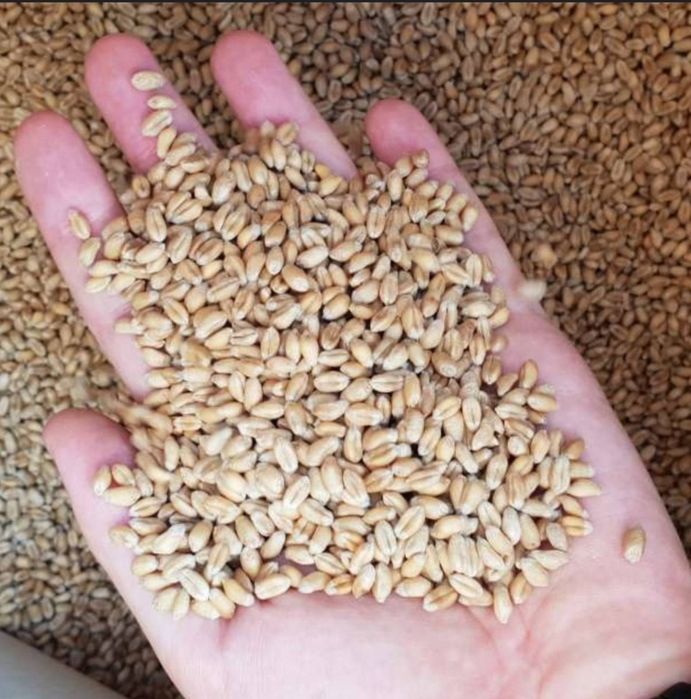 Продам Пшеницю 9 грн