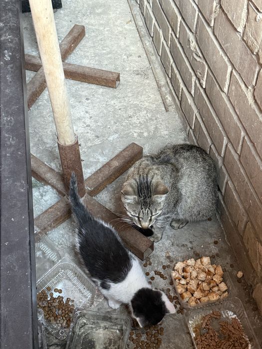Котеня у добрі руки