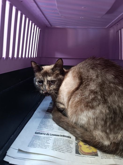 Gatinhas bebe esterilizadas para adoçao