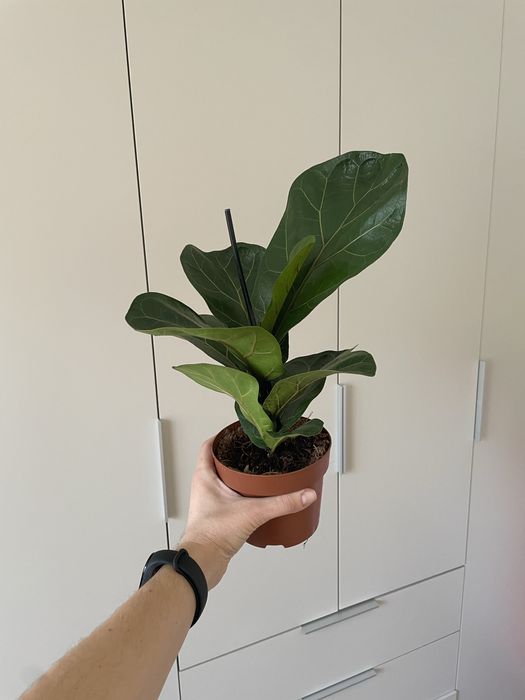 Лірата фікус бамбіно