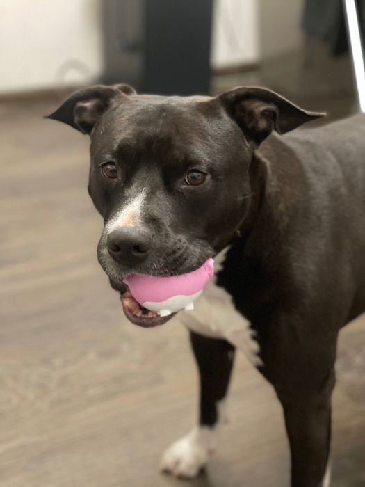 Вʼязка амстафф. Кобель шукає дівчинку