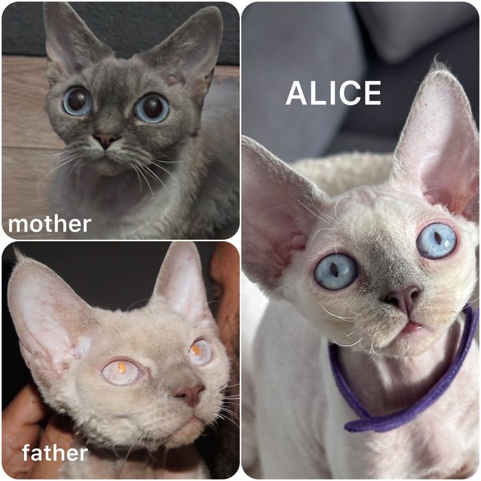Kotka Devon Rex FIFe