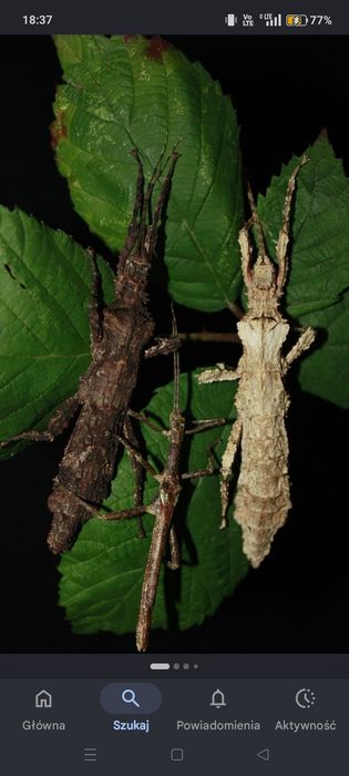 10 jajek straszyk Hesperophasma sp. "La cienaga"