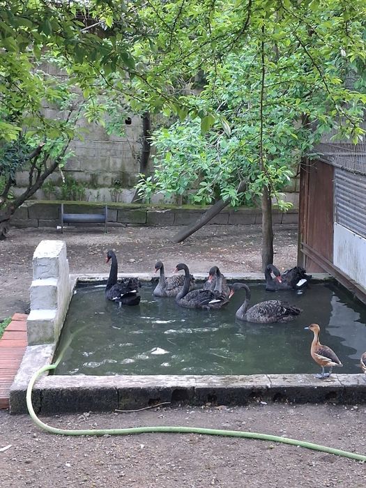Cisnes de 2024 casais ou em separado