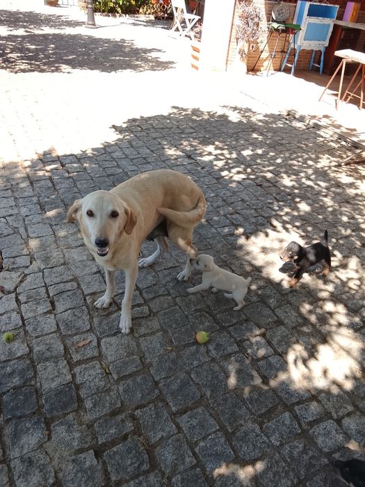 Cachorrinho macho para adoção