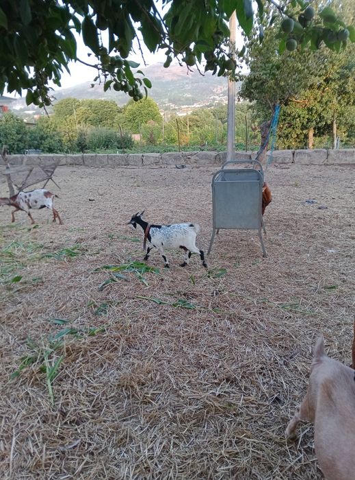 Vendo cabrita anã