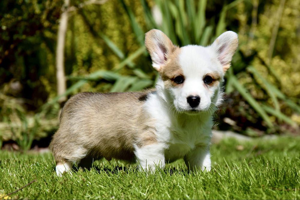 Welsh Corgi Cardigan rude szczenię odbior maj 2026