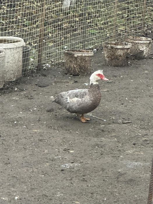 Продам Індокачки