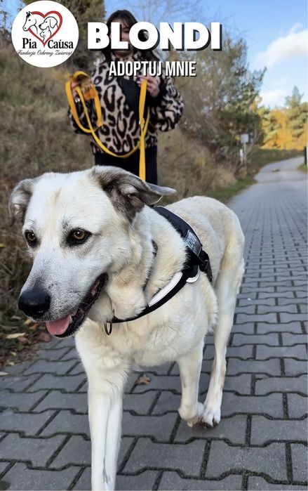 Kochana sunia Blondii szuka domku