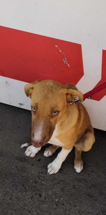 Боб , ищет хозяина.