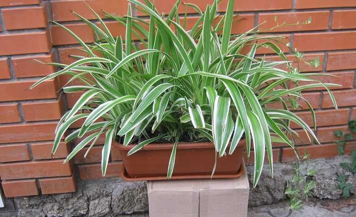 Хлорофитум для интерьера в вазонах