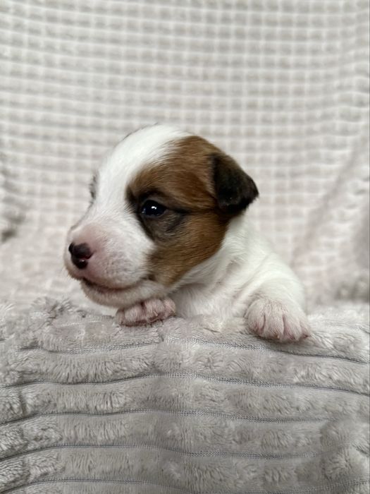 Jack Russell Terrier-piesek ZKwP
