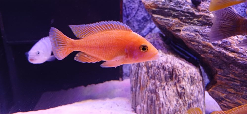 Sprzedam rybki Pyszczaki, różne gatunki