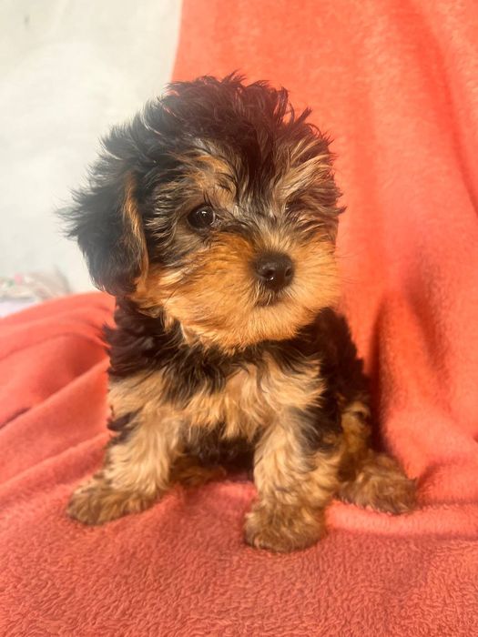 Прекрасні Йоркіпу шукають люблячу сім'ю